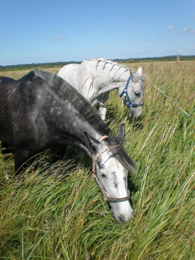 מלון פארנומה Sassi Talu Horsefarm מראה חיצוני תמונה